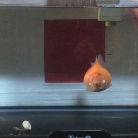 ぐーぱー／動画の画像