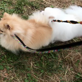 ♪お散歩動画♪代々木公園♪②の画像