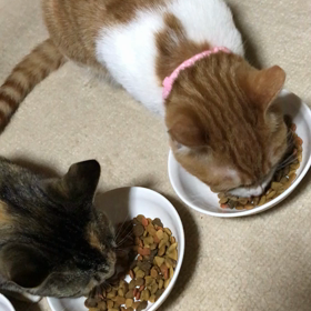 仲良くご飯タイムの画像