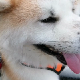 日陰は涼しい気持ちの良い朝‼️でも何か暑いかな❓未来丸の「行きはいやいや」激しい。迷いながら、の画像