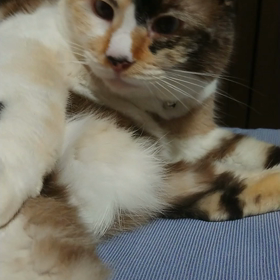 こっち向いての画像