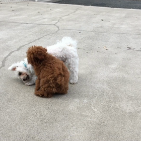 ふれあいの様子〜ププくんとそらちゃん〜の画像