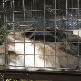 ペロペロ、パクパクの画像