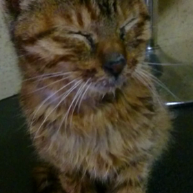 小刻みな小春の画像