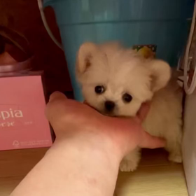 苺みるくちゃん動画だよ〜の画像