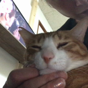 コロナウイルス早く無くなれにゃ。の画像