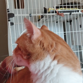 疲れたお盆&カキカキの画像