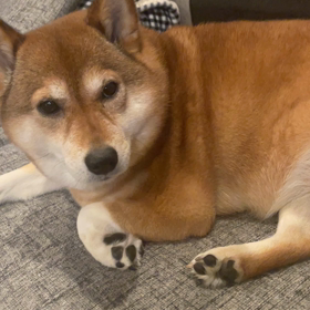 本当にありがとうございますの画像