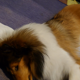 ラフ・コリー　連日の雨の画像