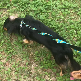 ♪お散歩動画♪代々木公園♪の画像