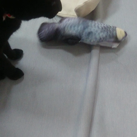 踊る アロワナの画像