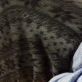 なんかすごいの 現れました！の画像