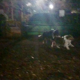 本門寺公園への画像