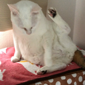 コタツがきしむの画像