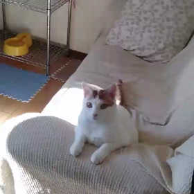 ミントくんの近況！の画像