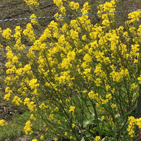 花と遊ぶの画像