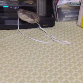 取り合いの動画が‼の画像