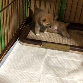 晴美ちゃんbaby'sの画像