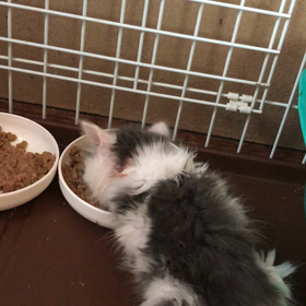 ゴマちゃんこれから病院ですの画像