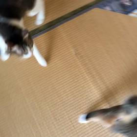 痴呆症？認知症？の母が久しぶり東京来て買い物？ニャンズ動画。の画像