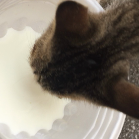 ④にゃこさんに薬をあげる日々【動画】の画像