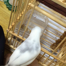 竹カゴ、かろうじて一瞬入ったの画像