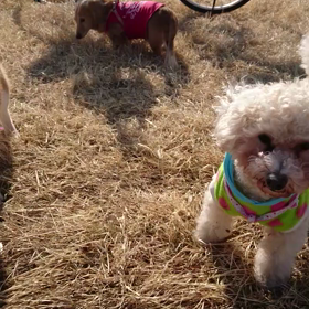 まみの姿は…の画像