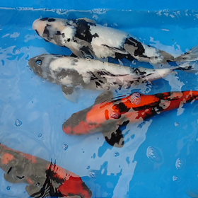 おおくなる訳だｗの画像