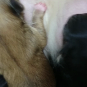 今日のチワワベビー(*^^*)！の画像