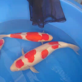 うそ！？ほんと！？ウレシイ～♪の画像