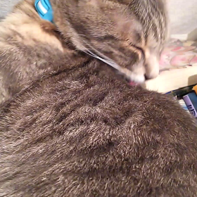 んべんべ動画の画像