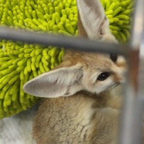 ★トッポの顔が…★の画像