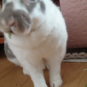 人参葉食べてます。の画像