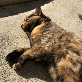 暖かい日はご機嫌なクロちゃんの画像