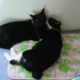 毛繕いの放送事故。の画像