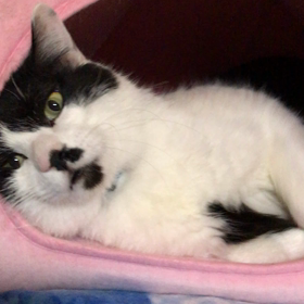 蘭丸くんの可愛いさにノックアウトの画像