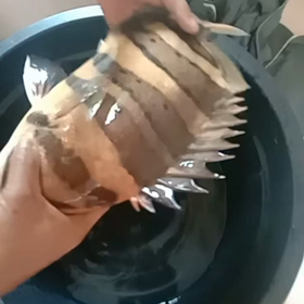 豚捕獲！！の画像
