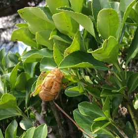 主役交代！！の画像