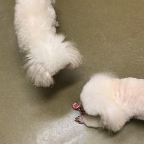 ご飯前のルーティーンの画像