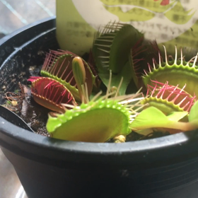 ハエトリ草ってすごいの画像