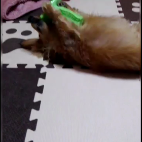 ゴロンしてガジガジの画像