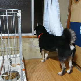 外が気になるようですの画像