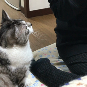 おねだりにゃんこの画像