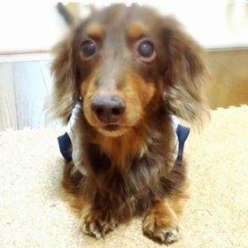 ただいま〜byししまるの画像