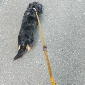 お泊まり　ココくん、ランちゃんの画像