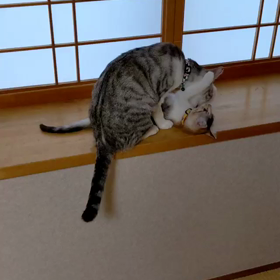 お母さん大好き(=^x^=)の画像