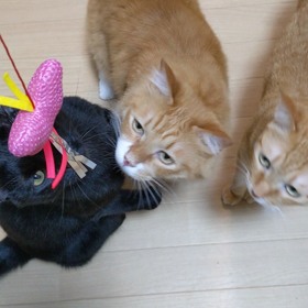 猫じゃらしの画像