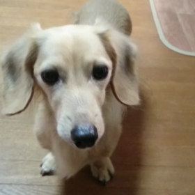 モモちゃんとはの画像