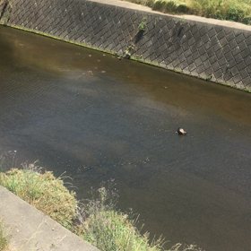 昨日近所の川で、目撃ドキュンと！の画像