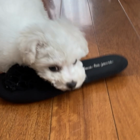 後ろ姿超キュート！の画像